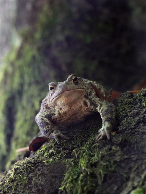 Exploring the Significance of Toads in Mythology and Superstitions Worldwide