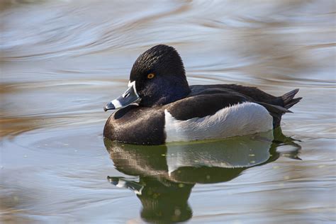 Exploring the Significance of Waterfowl in Dreams