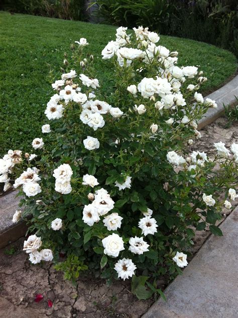 Exploring the Significance of a White Rose Bush across Different Cultures