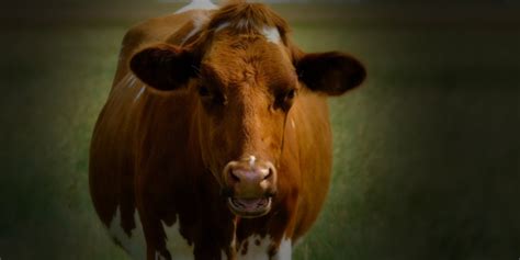 Exploring the Significance of an Agitated Bovine