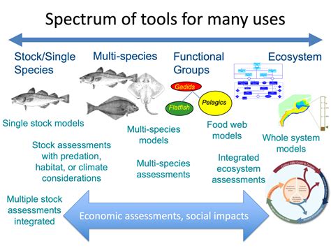 Exploring the Spectrum of Fish Species
