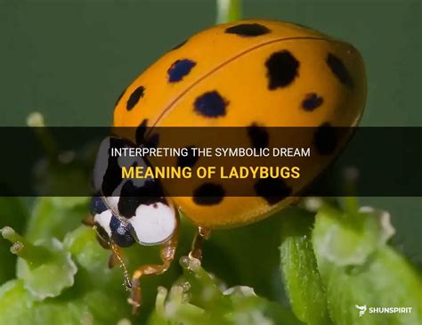 Exploring the Spiritual Significance of Dreaming about Tiny Ladybugs