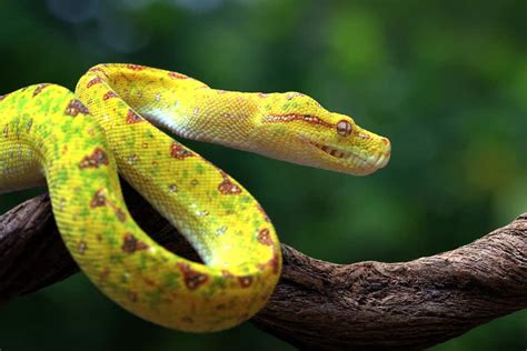 Exploring the Spiritual Significance of a Serpent with Yellow and Black Patterns Dream