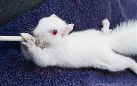 Exploring the Spiritual and Mystical Significance of Fantasizing about Tiny Albino Rodents