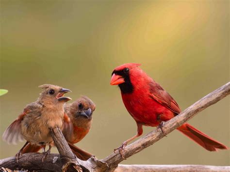 Exploring the Symbolic Connection Between Young Cardinals and the Importance of Family Bonds