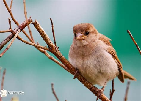 Exploring the Symbolic Meaning of Birds in Dreams