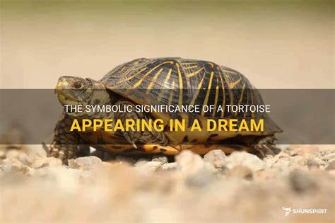 Exploring the Symbolic Significance of Embracing a Tortoise