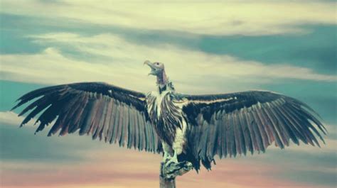 Exploring the Symbolic Significance of Vulture Dream: A Reflection of Personal Growth