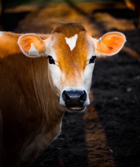 Exploring the Symbolic Significance of a Bovine Maternal Bond