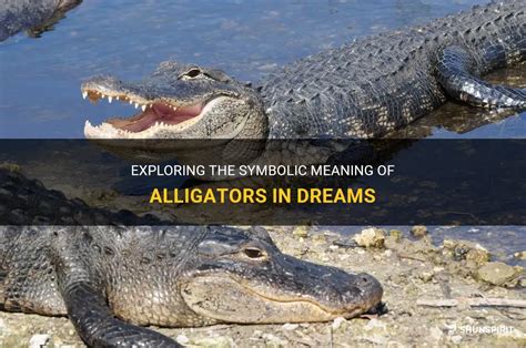 Exploring the Symbolic Significance of being Attacked by an Alligator