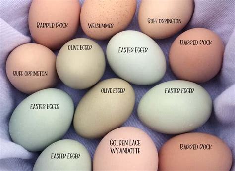 Exploring the Symbolism and Depth of Colorful Eggs