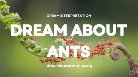 Exploring the Symbolism of Ants in Dreams