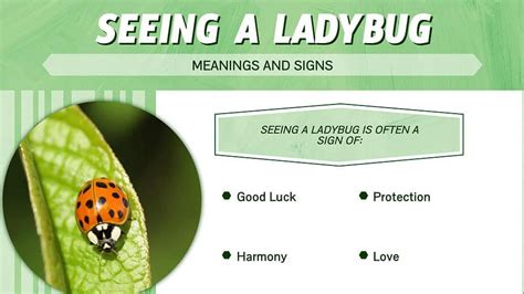 Exploring the Symbolism of Ladybugs