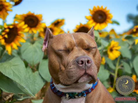 Exploring the Symbolism of Pitbulls in Dreams