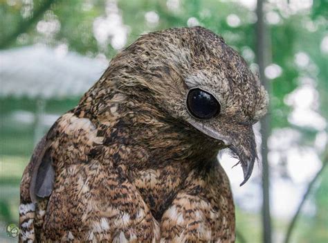 Exploring the Symbolism of the Enigmatic Nocturnal Bird