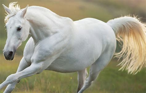 Exploring the Symbolism of the Majestic Equine