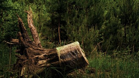 Exploring the Symbolism of the Tree's Uprooting as a Loss of Stability