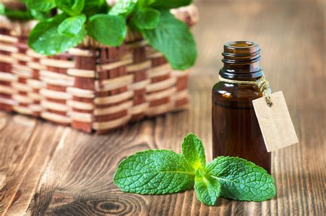 Exploring the Therapeutic Benefits of Mint Essence in Aromatherapy