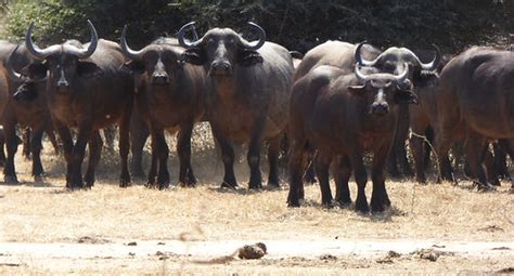 Exploring the Uncharted Wilderness: A Glimpse Into the Captivating African Bush