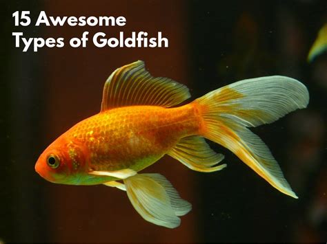 Exploring the Variety: Selecting the Ideal Goldfish