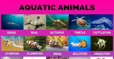 Exploring the Various Kinds of Aquatic Reveries