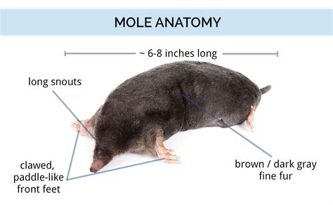 Exploring the Various Kinds of Moles and Their Interpretations