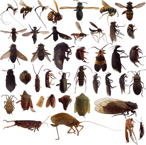 Exploring the Various Species of Bugs in Dreams