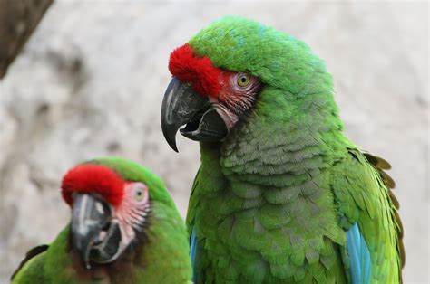 Exploring the Various Species of Majestic Macaws