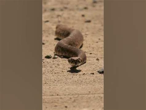 Exploring the Vast Array of Snake Species