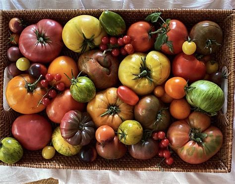 Exploring the Vast Realm of Petite Tomato Varieties