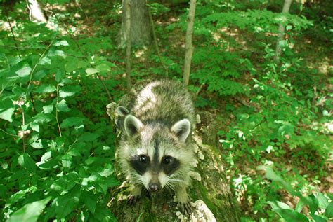 Exploring the Versatile Adaptability of Raccoons