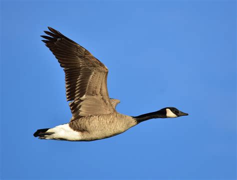 Exploring the Wide Range of Goose Combat: Unveiling Diverse Variations and Cultural Heritage