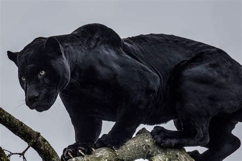 Exploring the World of Panther Breeds: Uncovering a Rich Tapestry of Diversity