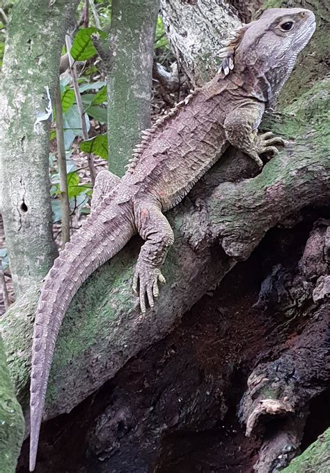 Exploring the World of Stunning Reptilian Species