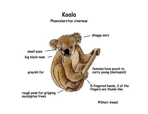 Exploring the background of Koala Puffs