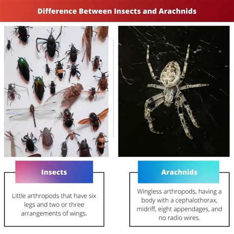 Exploring the correlation between fear and visions of arachnids
