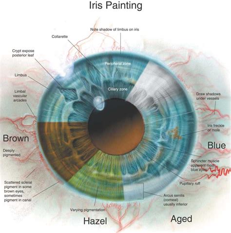 Exploring the physique of Iris Cool