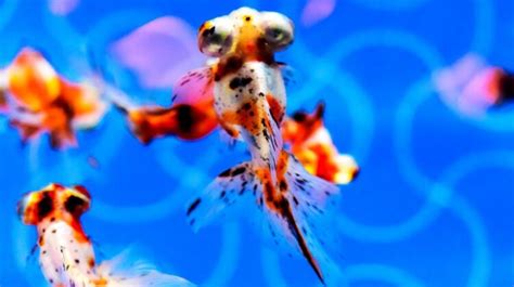 Extraordinary Abilities: Exploring the Unique Qualities of the Majestic Goldfish