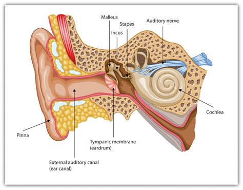 Factors Contributing to the Appearance of Dreams featuring a Roach Moving within the Auditory Canal