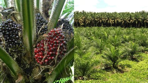 Factors to Consider for Successful Oil Palm Cultivation