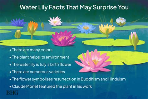 Fascinating Facts and Legends Surrounding Water Lilies