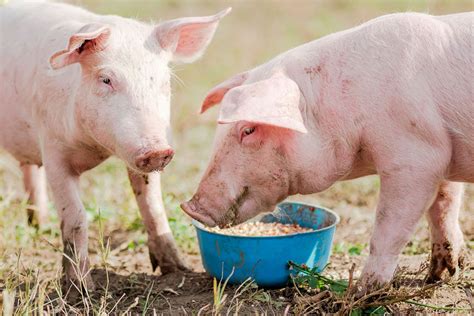 Feeding Guidelines for Young Swine: Essential Advice for Ensuring Optimal Nutrition