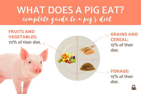 Feeding Your Pet Pig: Essential Diet and Nutrition