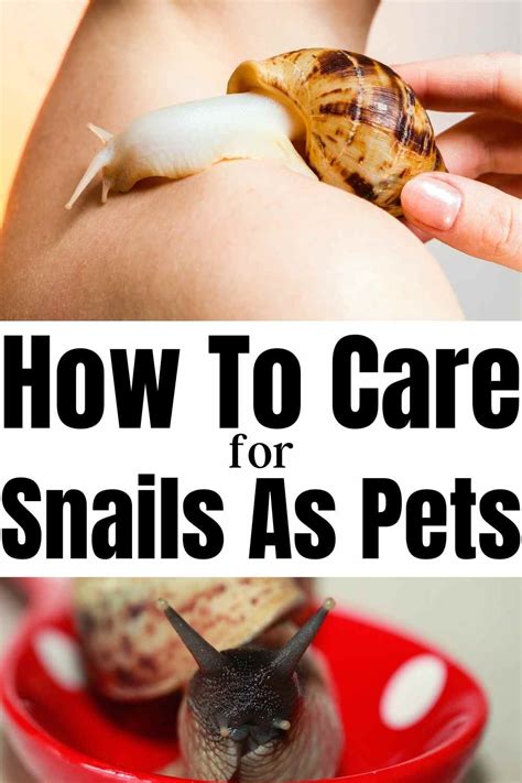 Feeding and Caring for Your Snail