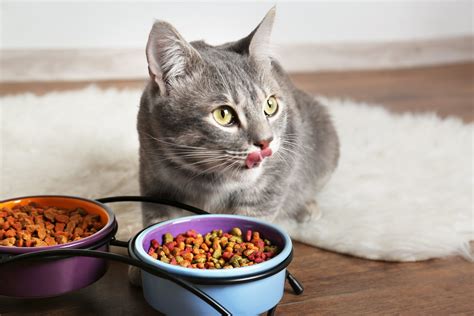 Feeding and Nutrition: What to Provide Your Feline Friend