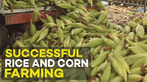 Finding Motivation: Tales of Successful Corn Farmers and Their Techniques