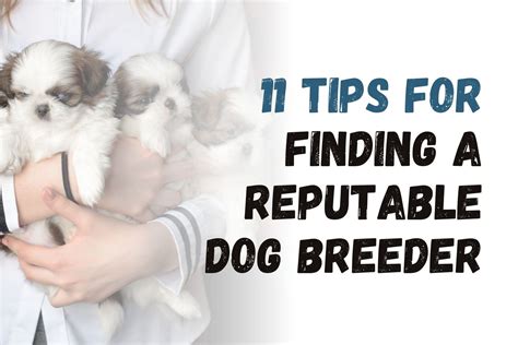 Finding a Trustworthy Breeder or Adoption Center