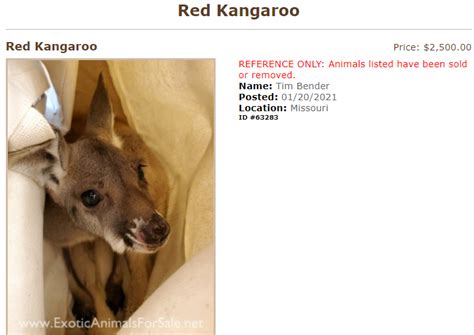 Finding a Trustworthy Breeder or Sanctuary for Kangaroos