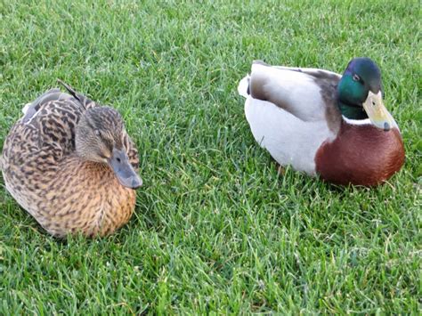 Finding and Adopting a Duck in Need
