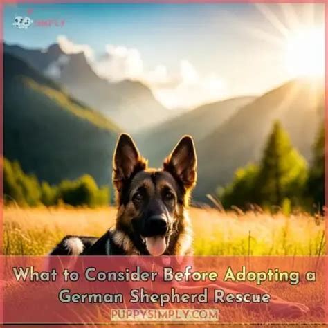 Finding and Adopting a German Shepherd: Factors to Consider
